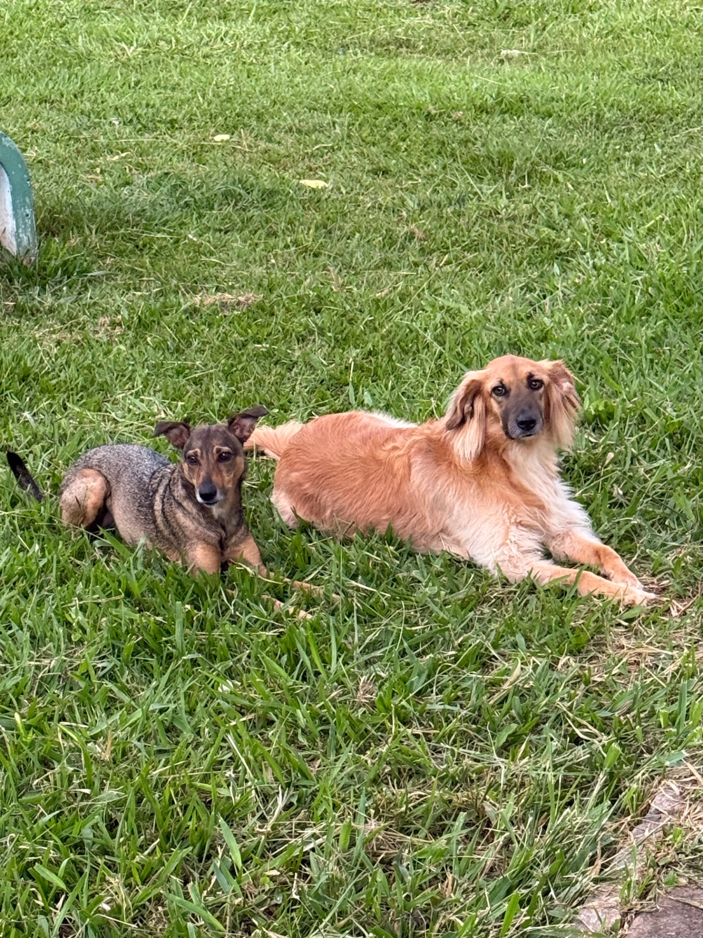 Minhas cachorras soltas na grama da praça
